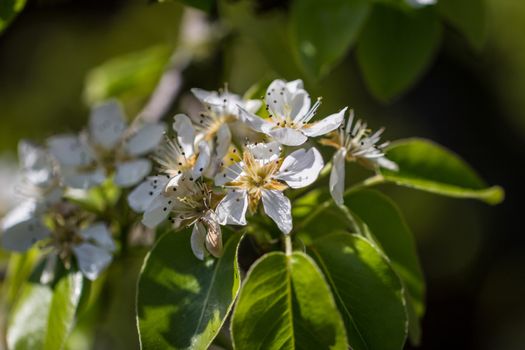 A close up of Pear Blossoms in the spring sunshine