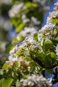 A close up of Pear Blossoms in the spring sunshine