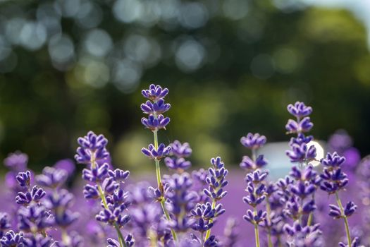 Field of lavender flowers (lavandula angustifolia)