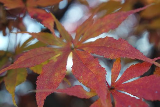 Closeup view of colorful vibrant leaves in fall season during autumn. Ivy in autumn with red and green leaves hanging from trees with twigs and branches