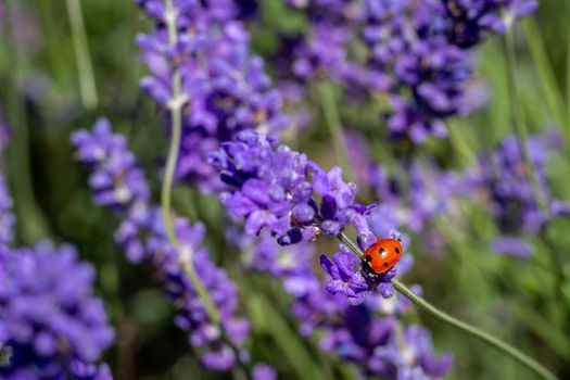 A seven spot ladybird (coccinella septempunctata) on a lavender plant