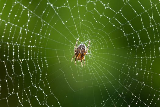 Common garden Spider on it's web just after rainfall