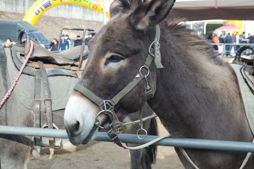 Brown donkey face with big eyes and large ears looking at camera standing inside a fence. Close-up on a donkey head profile in a natural environment in day time.