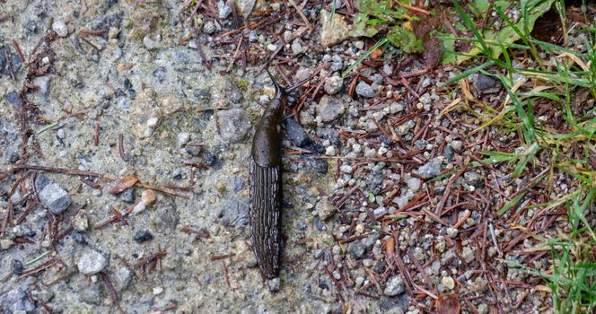 A large black slug (Arion ater)