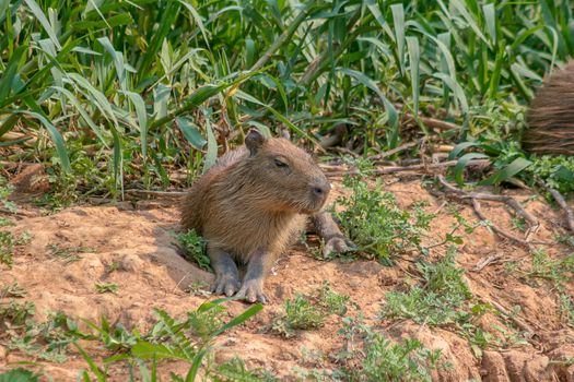 Capybaras, native to South America, are the largest rodent in the world.