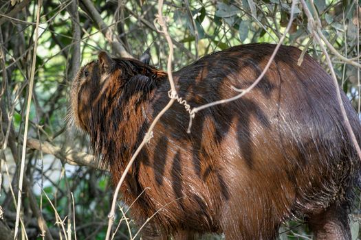 Capybaras, native to South America, are the largest rodent in the world.