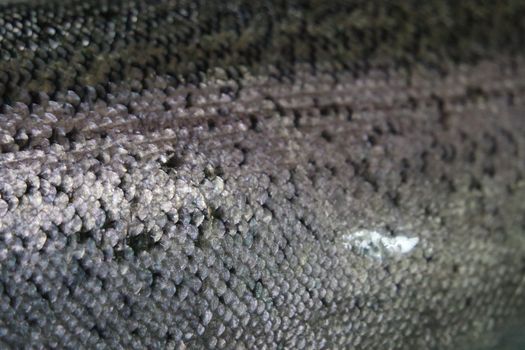 Fish skin texture pattern background. Gray or grey and silver texture of fish skin scales