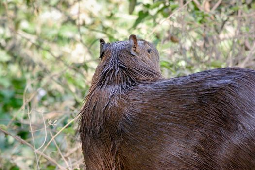 Capybaras, native to South America, are the largest rodent in the world.