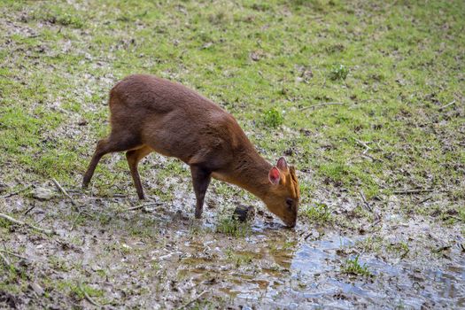 Adult female Reeve's Muntjac Deer (Muntiacus reevesi)