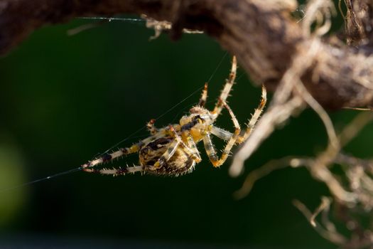 Close up image of a common garden spider