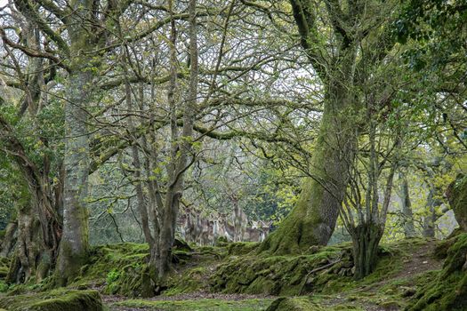 Herd of shy Fallow deer among the trees of a forest in Cornwall, UK