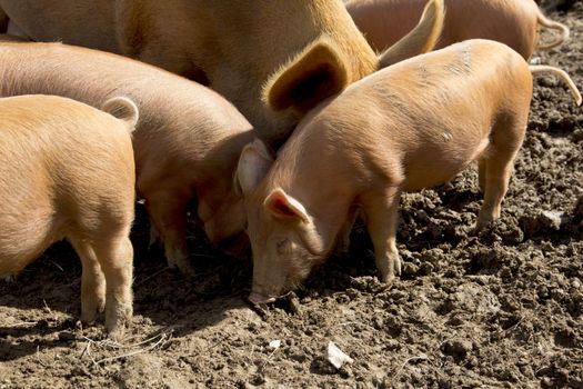 A litter of Tamworth piglets and a sow in a muddy field