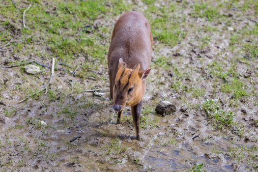 Adult female Reeve's Muntjac Deer (Muntiacus reevesi) at the British Wildlife Centre, Surrey, England. Introduced species