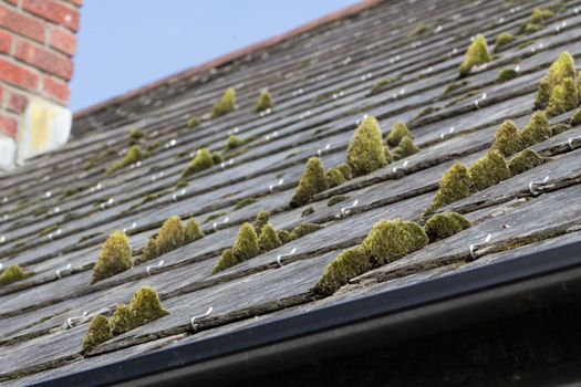 Green moss on slate roof tiles