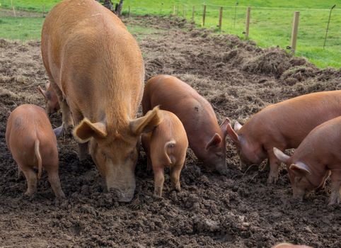 amworth Pigs foraging in the mud on a farm in Cornwall