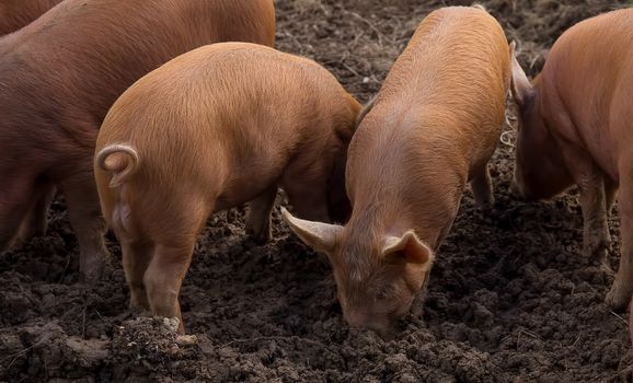 amworth Pigs foraging in the mud on a farm in Cornwall
