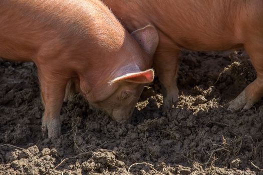 amworth Pigs foraging in the mud on a farm in Cornwall