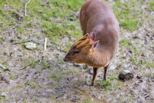 Adult female Reeve's Muntjac Deer (Muntiacus reevesi) at the British Wildlife Centre, Surrey, England. Introduced species