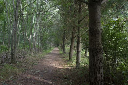 Peaceful forest path on an early autumn day