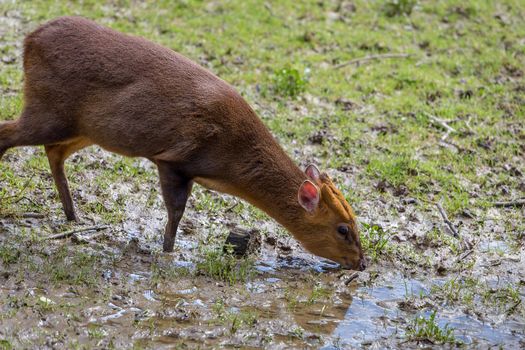 Adult female Reeve's Muntjac Deer (Muntiacus reevesi) at the British Wildlife Centre, Surrey, England. Introduced species