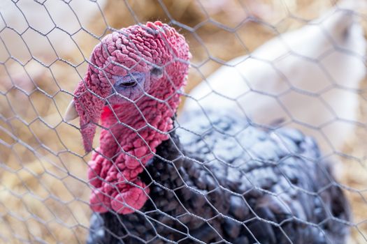 A turkey viewed through the fencing of a farm coop