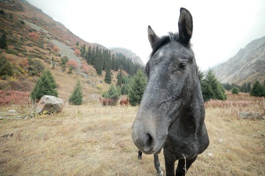 A brown horse standing on top of a dirt field. Cheerful gray horse on a lawn in the mountains. High quality photo