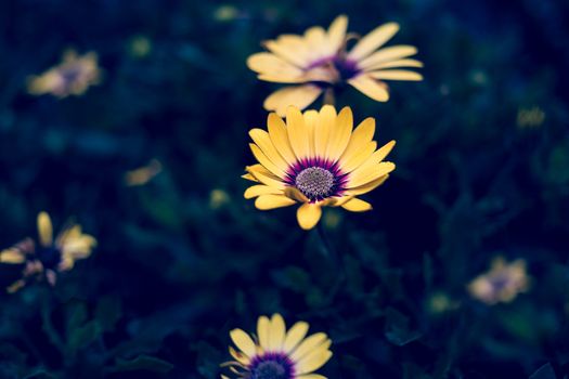 Close up of yellow Osteospermum flowers blooming outdoors