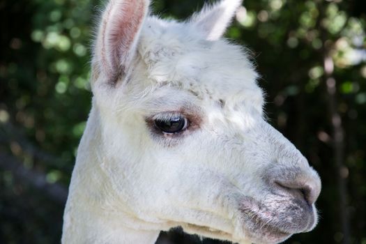 A close up image of an Alpaca of Andean origin