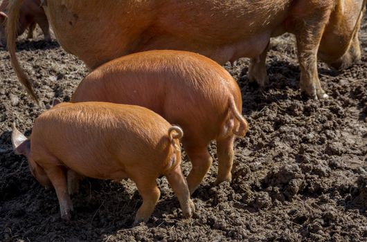 amworth Pigs foraging in the mud on a farm in Cornwall