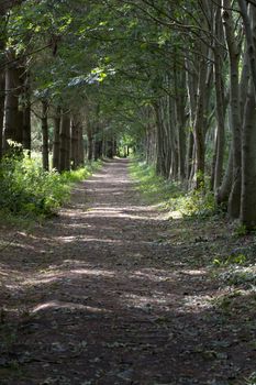 Peaceful forest trail on an early autumn day