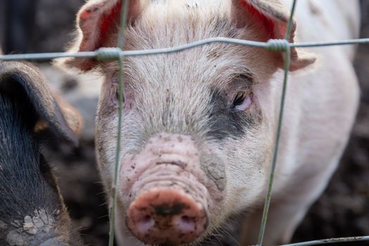 Saddleback piglets (sus scrofa domesticus) behind the fencing of a pigsty