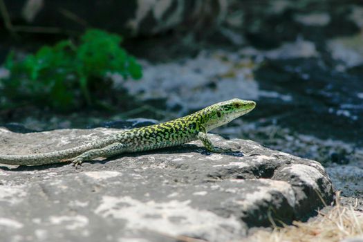 Sicilian Wall Lizard