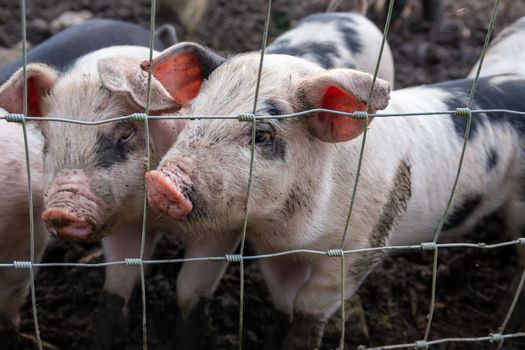 Saddleback piglets (sus scrofa domesticus) behind the fencing of a pigsty