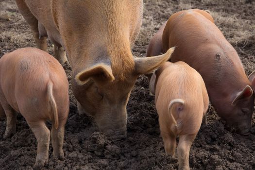 amworth Pigs foraging in the mud on a farm in Cornwall