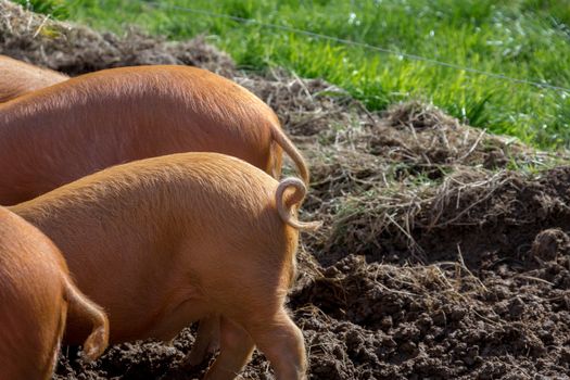 amworth Pigs foraging in the mud on a farm in Cornwall