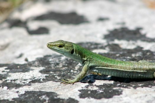 Sicilian Wall Lizard on a Rock