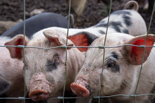 Saddleback piglets (sus scrofa domesticus) behind the fencing of a pigsty