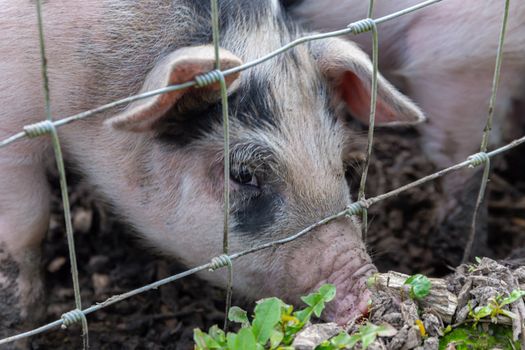 Saddleback piglets (sus scrofa domesticus) behind the fencing of a pigsty