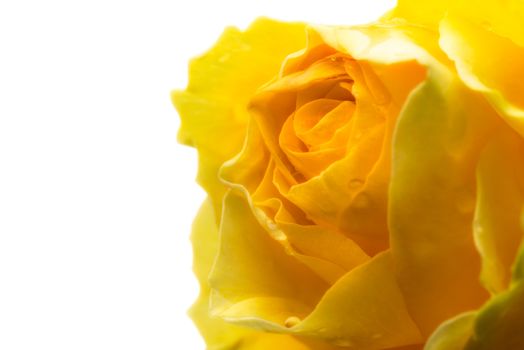 Closeup of a yellow rose on white background