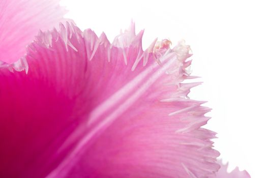 Macro of a pink fringed tulip, tulipa crispa, on white background