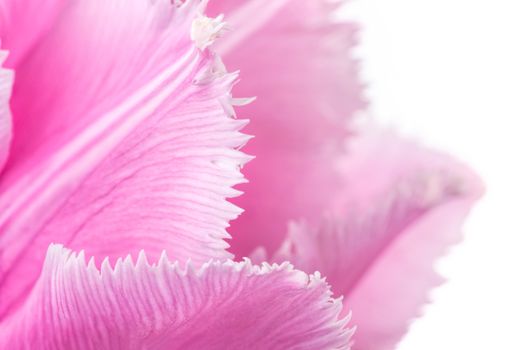 Macro of a pink fringed tulip, tulipa crispa, on white background