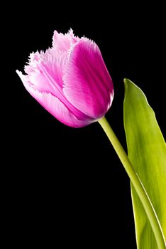 Closeup of a pink fringed tulip, tulipa crispa, on black background