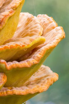 Laetiporus sulphureus mushroom growing on a tree trunk near the Dnieper river in Kiev, Ukraine