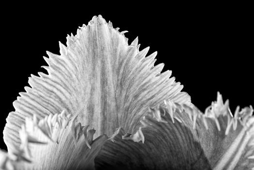 Macro of a pink fringed tulip, tulipa crispa, on black background. Black and white photo.