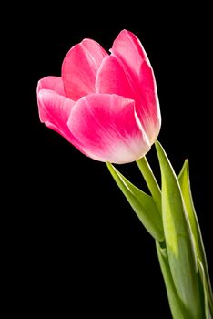 Closeup of a red common tulip on black background