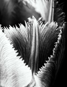 Macro of a pink fringed tulip, tulipa crispa, on black background