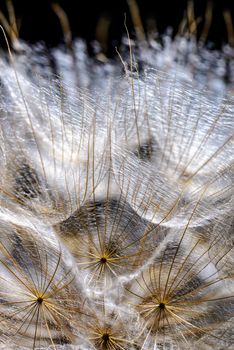 Macro of dandelion seed with back light on a black background