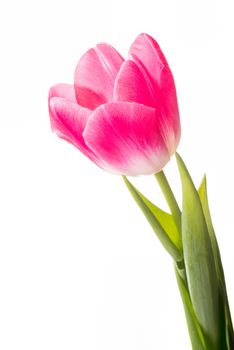 Closeup of a red common tulip on white background