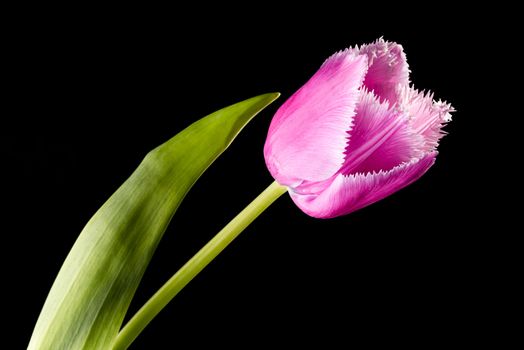 Closeup of a pink fringed tulip, tulipa crispa, on black background