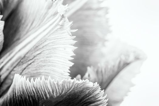 Macro of a pink fringed tulip, tulipa crispa, on white background.. Black and white photo.